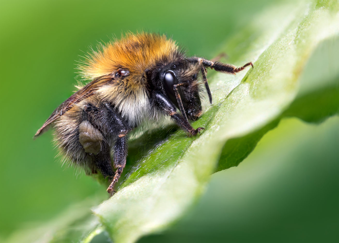 Carder bee, Bombus pascuorum on a green leaf